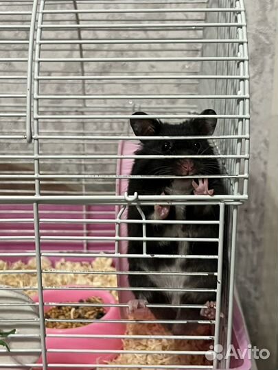 Хомяк с клеткой