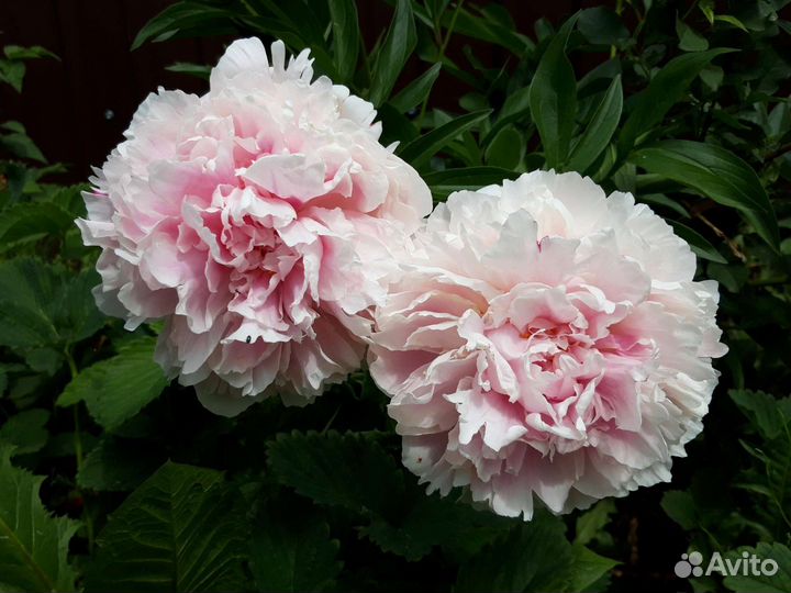 Пионы бронирование на осень (7 сортов)