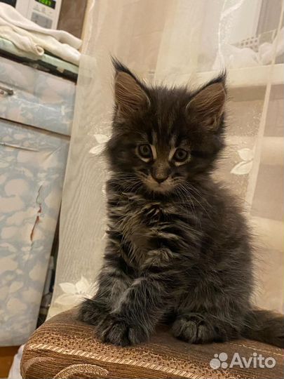 Котята Мейн куна