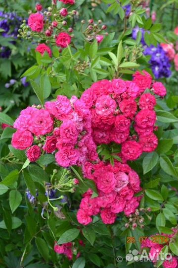 Мускусные розы