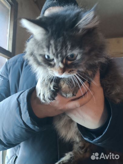 Кошка