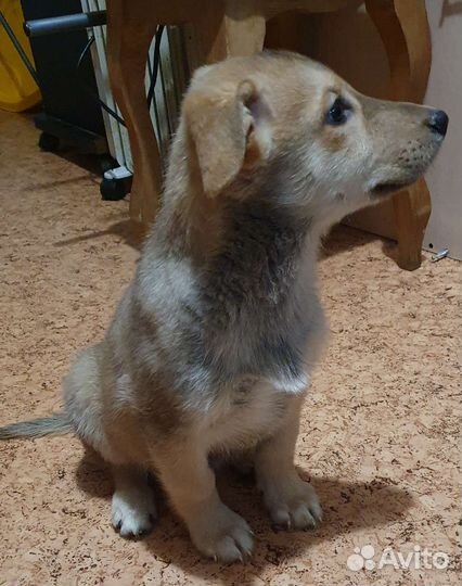 Щенки бесплатно