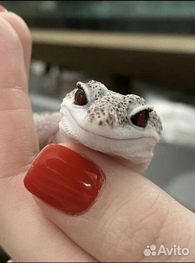 Геккон эублефар