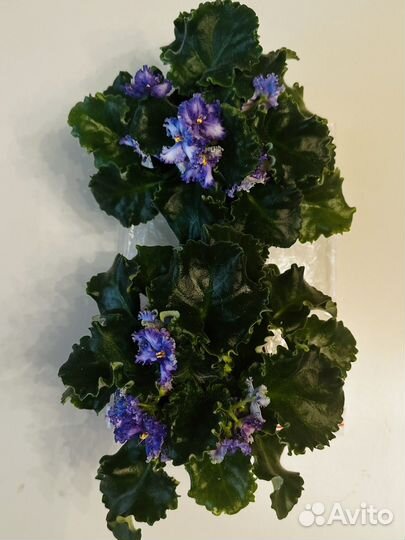 Фиалка Curly Ocean