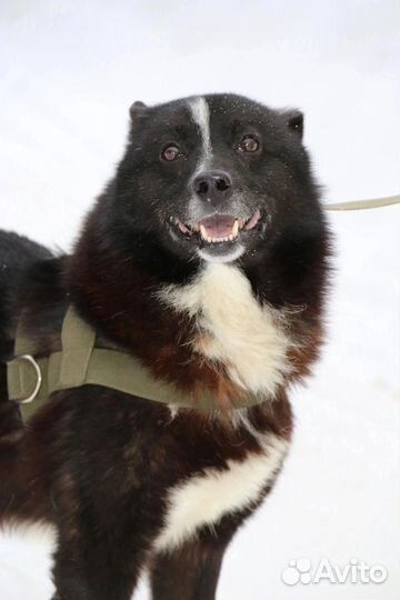 Мини лаечка