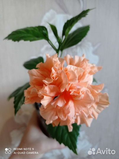 Гибискус махровый персиковый