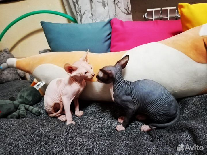 Канадский сфинкс