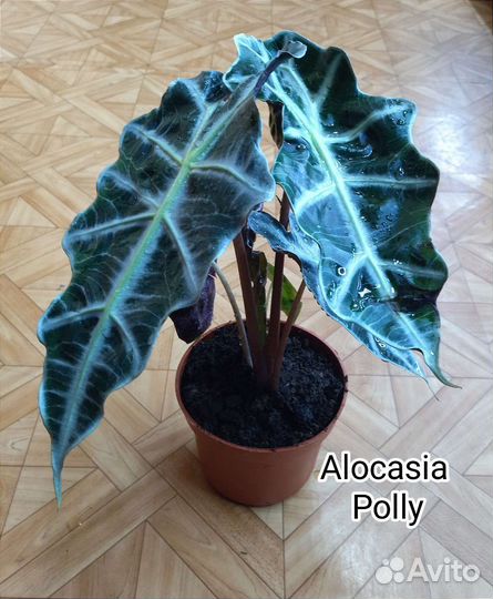 Алоказия Полли / Alocasia Polly
