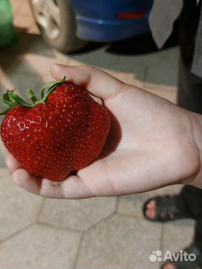 Клубника гигантела