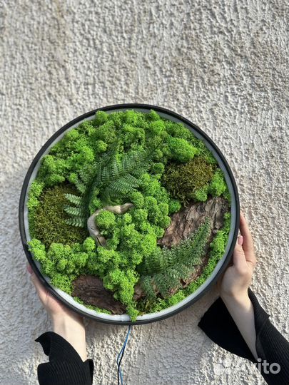 Панно из мха диаметр 40 см