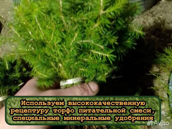 Сеянцы сосны и ели с окс