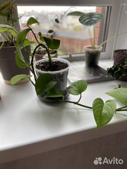 Сциндапсус