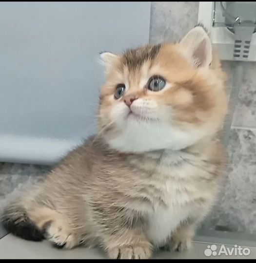 Скоттиш килт