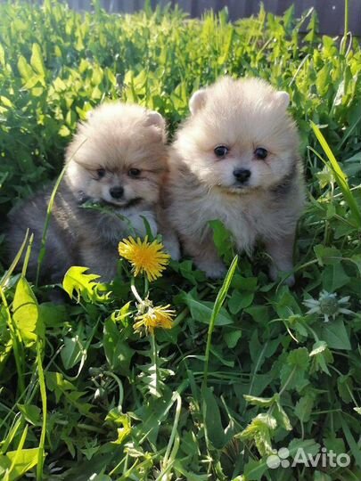 Щенки померанского шпица