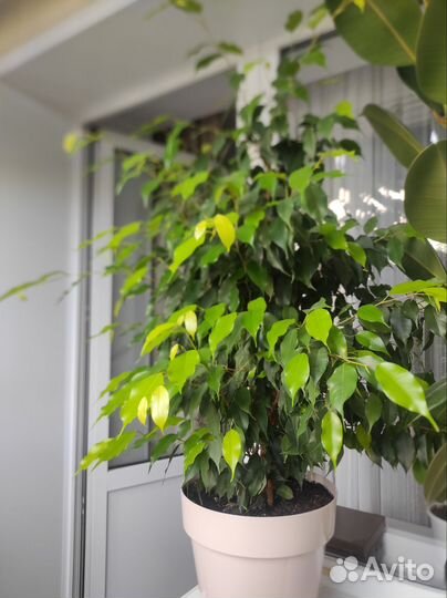 Фикус бенджамина большой