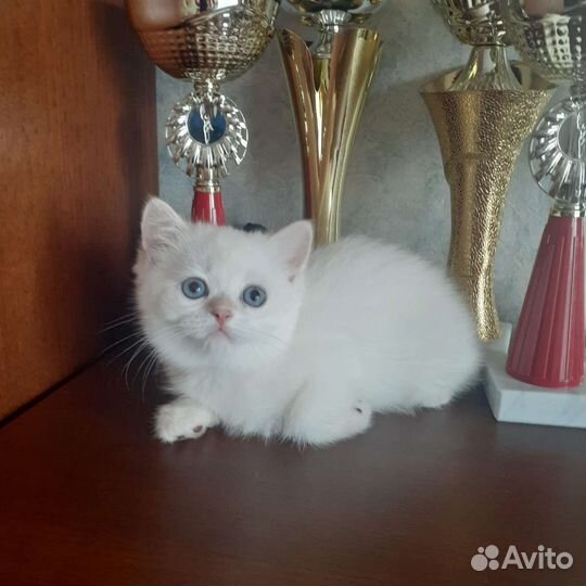 Шотландские котята скотиш страйт