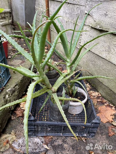 Алоэ лечебный 3-х летний