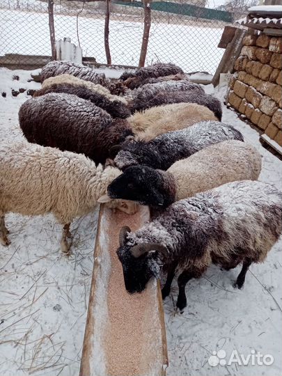 Дорпер 11мес. Обмен