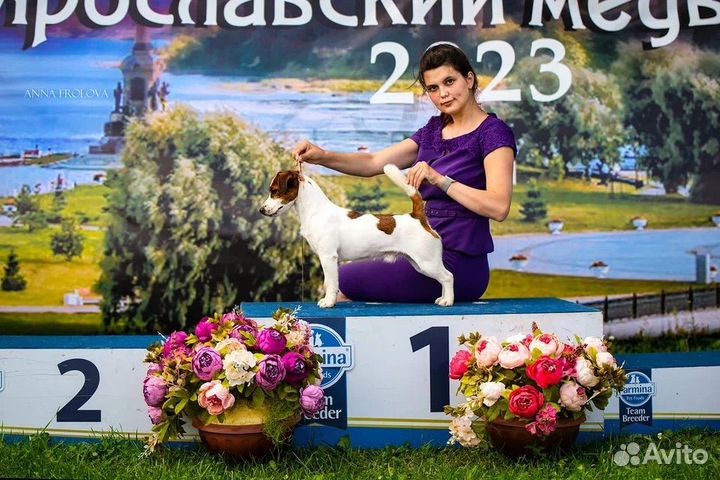 Вязка джек рассел терьер