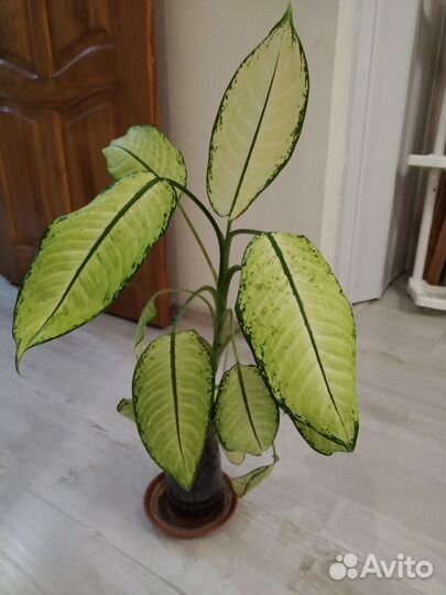 Диффенбахия