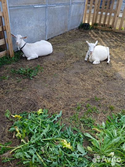 Зааненская дойная коза