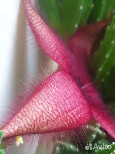 Кактусы и суккуленты Стапелия гигантская