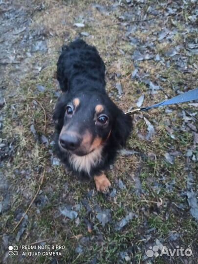 Домашние животные собаки маленькие