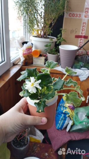 Фиалка сортовая ян Малинка и др сорта