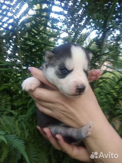 Щенки Хаски
