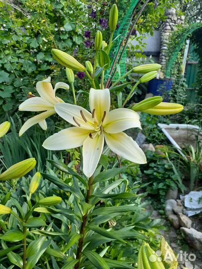 Гиппиаструм