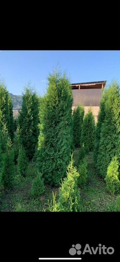 Туи, ели, шарики