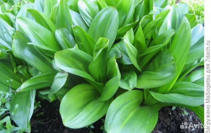 Луковицы безвременника