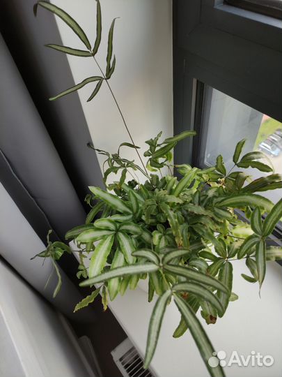 Папоротник птерис