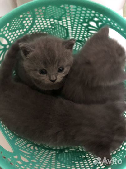 Британские котята