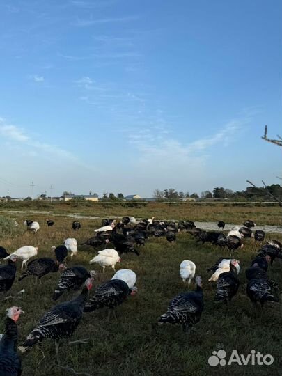 Продаются Индюки