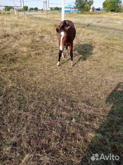 Лошади жеребята