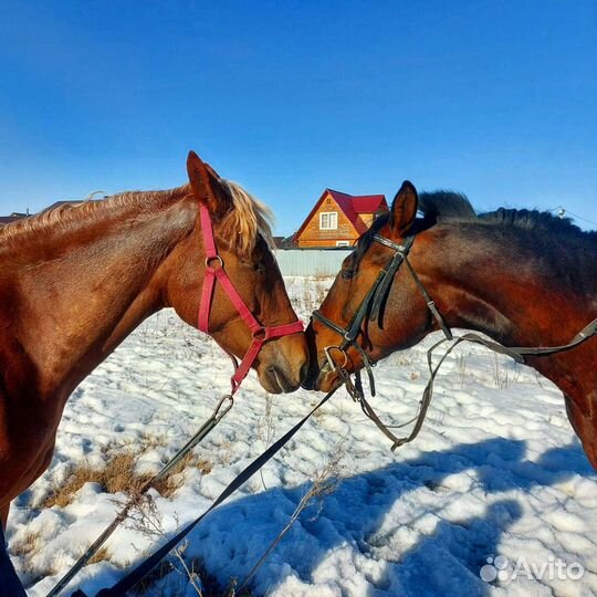 Катание на лошадях