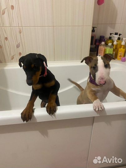 Бультерьер