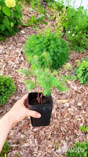 Молочай кипарисовый - эуфорбия, многолетник