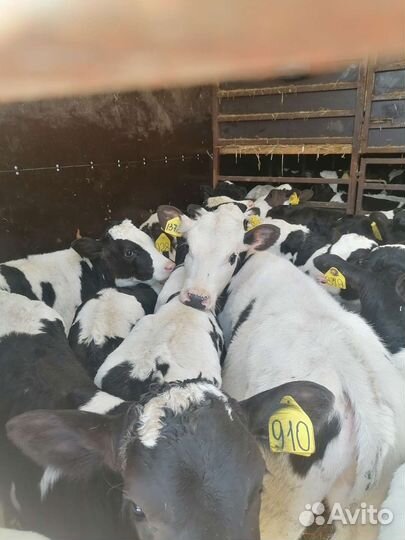Бычки на откорм