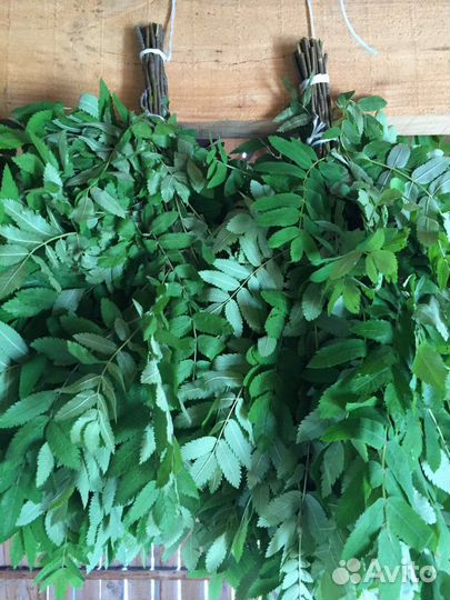 Веники дубовые