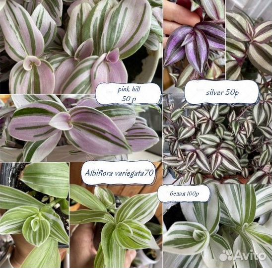 Традесканции каллизии 30 видов