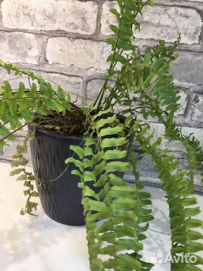 Нефролепис молодой