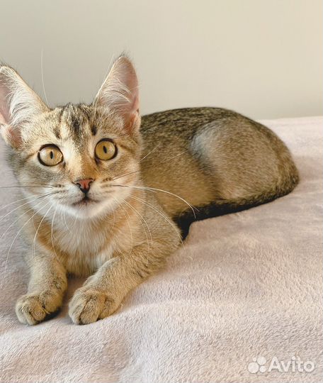 Ласковый котенок девочка (3,5 мес) в добрые руки