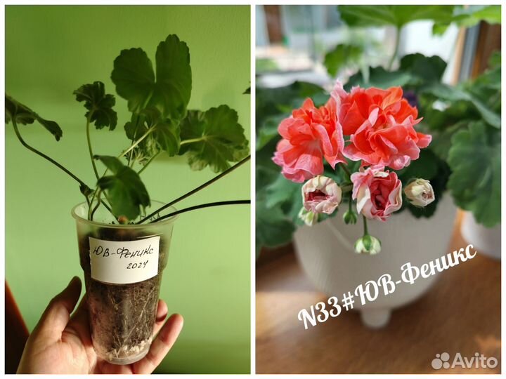 Герань пеларгония (новинки коллекции)