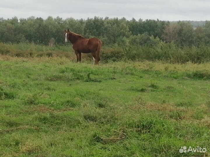 Лошадь и жеребчик