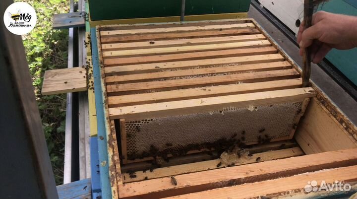 Мед натуральный липовый гречишный