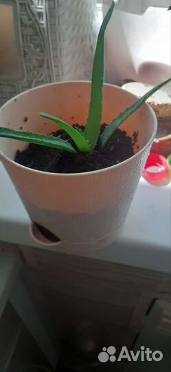 Алоэ лечебный