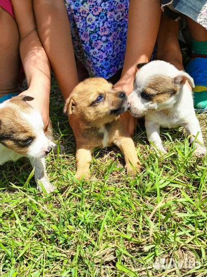 Маленькие собачки щенята