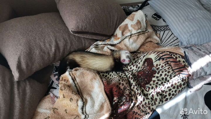 Вязка хорьков (именно вязка) именно вязка